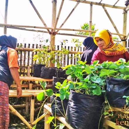 Perbaruan Tanaman Green House oleh Kader PKK