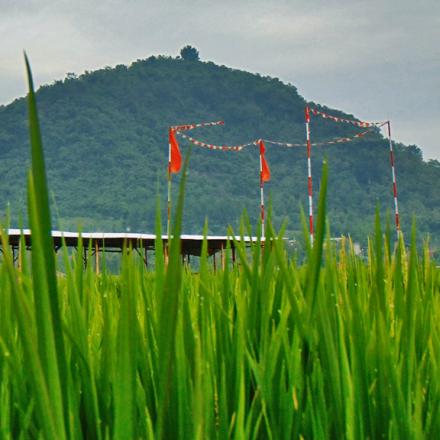 Gunung Batu dengan hamparan hijau sawah